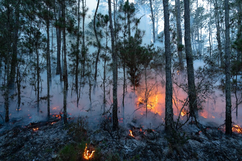 Incendios Forestales: explicados