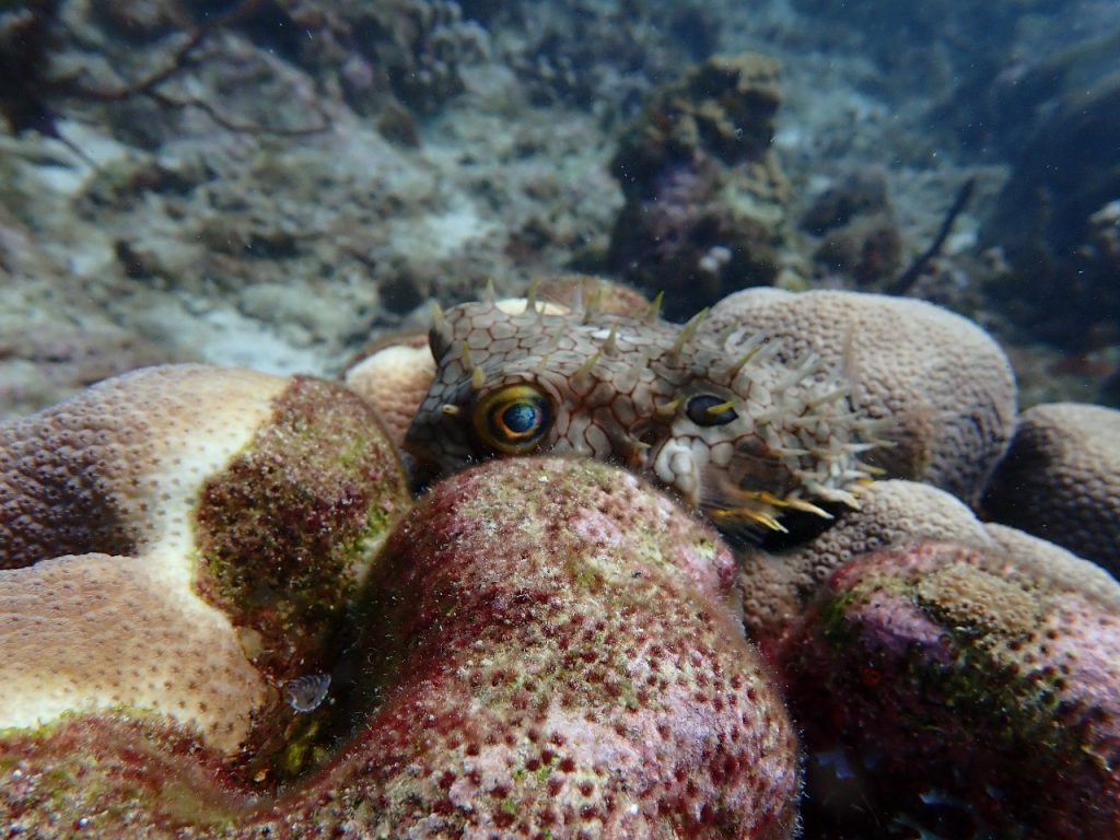 Por fin miramos bajo el mar